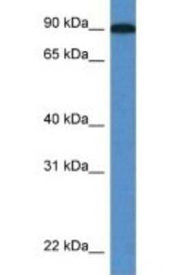 Western Blot: Lysyl Oxidase Homolog 2/LOXL2 Antibody [NBP1-74065] - Mouse Heart lysate, concentration 1 ug/ml.