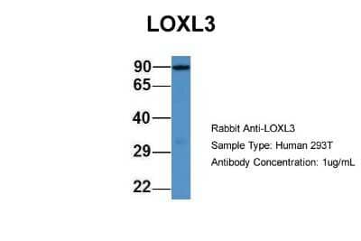 Western Blot: Lysyl Oxidase Homolog 3/LOXL3 Antibody [NBP1-79803] - Analysis of 293T cell lysate. Antibody Dilution: 1.0 ug/ml.