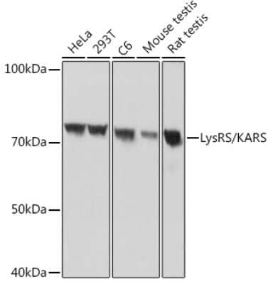 Western Blot Lysyl tRNA synthetase Antibody (2V2B6)