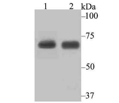 Western Blot: Lysyl tRNA synthetase Antibody (JE40-55) [NBP2-75560] - Analysis of Lysyl tRNA synthetase on SiHa (1) and MCF-7 (2) cell lysate using anti-Lysyl tRNA synthetase antibody at 1/2,000 dilution.