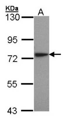 Western Blot: Lysyl tRNA synthetase Antibody [NBP1-32063] - Sample (30 ug of whole cell lysate) A: H1299 7.5% SDS PAGE; antibody diluted at 1:1000.