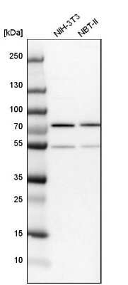 Western Blot: Lysyl tRNA synthetase Antibody [NBP1-87705] - Analysis in mouse cell line NIH-3T3 and rat cell line NBT-II.