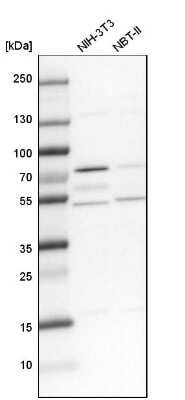 Western Blot: Lysyl tRNA synthetase Antibody [NBP1-87706] - Analysis in mouse cell line NIH-3T3 and rat cell line NBT-II.