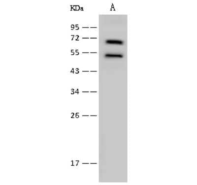 Western Blot: Lysyl tRNA synthetase Antibody [NBP2-99362] - Anti-Lysyl tRNA synthetase rabbit polyclonal antibody at 1:500 dilution. Lane A: H1299 Whole Cell Lysate. Lysates/proteins at 30 ug per lane. Secondary Goat Anti-Rabbit IgG (H+L)/HRP at 1/10000 dilution. Developed using the ECL technique. Performed under reducing conditions. Predicted band size: 68 kDa. Observed band size: 68 kDa