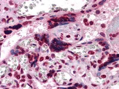 Immunohistochemistry-Paraffin: M-CSF Antibody (2D10) [NBP1-47472] - Analysis of human Placenta tissues using anti-CSF1 mouse mAb.