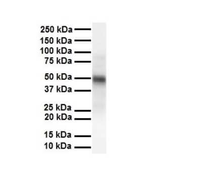 Western Blot: M-CSF Antibody [NBP1-59425] - Antibody  Titration: 1 ug/ml Human heart.