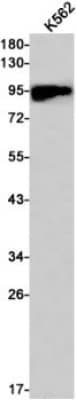 Western Blot: M-CSFR/CD115 Antibody (S06-5H8) [NBP3-19684] - Western blot detection of M-CSFR/CD115 in K562 cell lysates using NBP3-19684 (1:1000 diluted). Predicted band size: 109kDa. Observed band size: 109kDa.