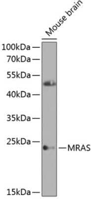 Western Blot: M-Ras/R-Ras3 Antibody [NBP3-03804] - Analysis of extracts of mouse brain, using M-Ras/R-Ras3 antibody at 1:1000 dilution. Secondary antibody: HRP Goat Anti-Rabbit IgG (H+L) at 1:10000 dilution. Lysates/proteins: 25ug per lane. Blocking buffer: 3% nonfat dry milk in TBST. Detection: ECL Enhanced Kit.