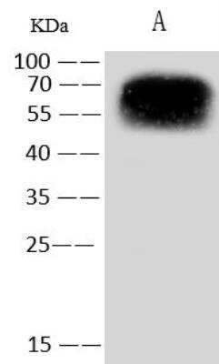 M13 bacteriophage G3P Antibody [NBP3-14651] - VCSM13 helper phageLane A: 10ulSecondaryGoat anti Rabbit IgG (H+L)/HRP at 0.4ug/mlPerformed under reducing conditions.