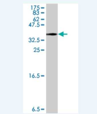 Western Blot: MACF1 Antibody [H00023499-A01] -  Detection against Immunogen (36.45 KDa) .