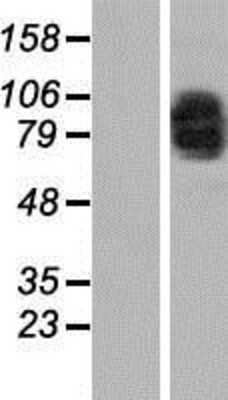 Western Blot: MAD1 Overexpression Lysate (Adult Normal) [NBP2-11008] Left-Empty vector transfected control cell lysate (HEK293 cell lysate); Right -Over-expression Lysate for MAD1.