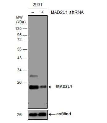 Western Blot: MAD2L1 Antibody (1761) [NBP2-43820] - Non-transfected (-) and transfected (+) 293T whole cell extracts (30 ug) were separated by 12% SDS-PAGE, and the membrane was blotted with MAD2L1 antibody [1761].