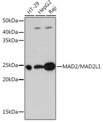 Western Blot: MAD2L1 Antibody (5W5U1) [NBP3-15384] - Western blot analysis of extracts of various cell lines, using MAD2/MAD2L1 Rabbit mAb (NBP3-15384) at 1:1000 dilution. Secondary antibody: HRP Goat Anti-Rabbit IgG (H+L) at 1:10000 dilution. Lysates/proteins: 25ug per lane. Blocking buffer: 3% nonfat dry milk in TBST. Detection: ECL Basic Kit. Exposure time: 3min.