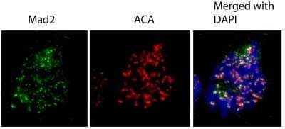 Immunocytochemistry/Immunofluorescence: MAD2L1 Antibody [NBP1-31311] - Analysis of human osteosarcoma cell line U2OS, using MAD2L1 antibody at 1:1000 dilution.