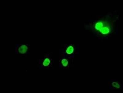 Immunocytochemistry/Immunofluorescence: MAD2L1 Antibody (OTI4D2) - Azide and BSA Free [NBP2-72565] - Staining of COS7 cells transiently transfected by pCMV6-ENTRY Mad2L1.