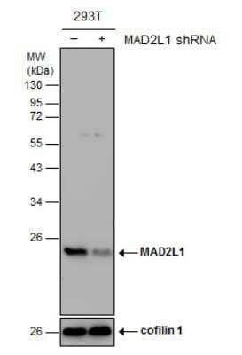 <b>Genetic Strategies Validation. </b>Western Blot: MAD2L1 Antibody [NBP1-31311] - Non-transfected (-) and transfected (+) 293T whole cell extracts (30 ug) were separated by 12% SDS-PAGE, and the membrane was blotted with MAD2L1 antibody [C2C3], C-term.