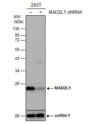 Western Blot: MAD2L1 Antibody [NBP1-33529] - Non-transfected (-) and transfected (+) 293T whole cell extracts (30 ug) were separated by 12% SDS-PAGE, and the membrane was blotted with MAD2L1 antibody [N1C3].