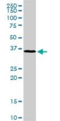 Western Blot: MAD2L1-binding protein Antibody [H00009587-D01P] - Analysis of MAD2L1BP expression in mouse liver.