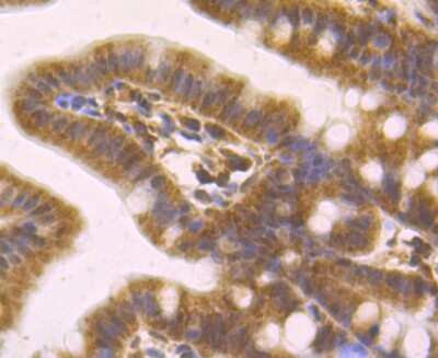 Immunohistochemistry-Paraffin: MAD2L2 Antibody (JU99-23) [NBP2-75562] - Analysis of paraffin-embedded mouse colon tissue using anti-Mad2L2 antibody. Counter stained with hematoxylin.