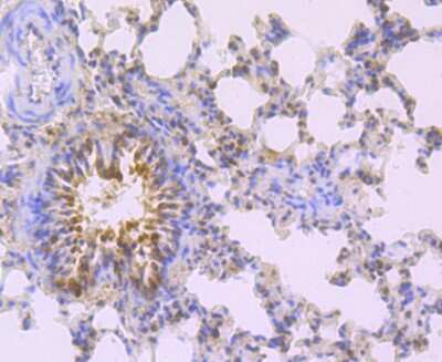 Immunohistochemistry-Paraffin: MAD2L2 Antibody (JU99-23) [NBP2-75562] - Analysis of paraffin-embedded rat lung tissue using anti-Mad2L2 antibody. Counter stained with hematoxylin.