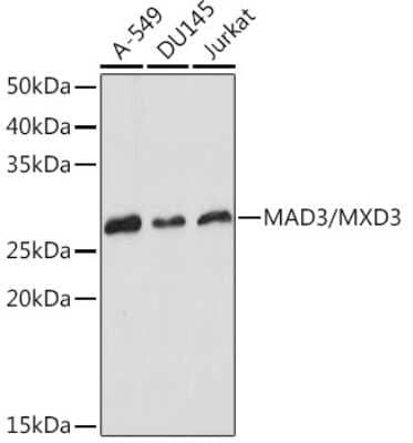 Western Blot: MAD3 Antibody (8M7B3) [NBP3-15929] - Western blot analysis of extracts of various cell lines, using MAD3 Rabbit mAb (NBP3-15929) at 1:1000 dilution. Secondary antibody: HRP Goat Anti-Rabbit IgG (H+L) at 1:10000 dilution. Lysates/proteins: 25ug per lane. Blocking buffer: 3% nonfat dry milk in TBST. Detection: ECL Basic Kit. Exposure time: 1s.