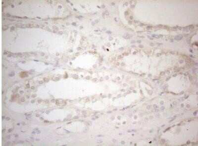 Immunohistochemistry: MAD4 Antibody (OTI7F7) - Azide and BSA Free [NBP2-72567] - Paraffin-embedded human Kidney tissue within the normal limits using antiMXD4 mouse monoclonal antibody. (Heat-induced epitope retrieval by 1mM EDTA in 10mM Tris buffer (pH8.5) at 120 C for 3 min, (1:150)