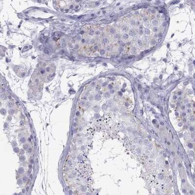 Immunohistochemistry-Paraffin: MAEL Antibody [NBP2-69070] - Staining of human testis shows moderate cytoplasmic positivity in cells in seminiferous ducts.