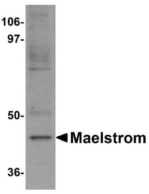 Western Blot MAEL Antibody - BSA Free