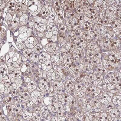 Immunohistochemistry-Paraffin: MAF1 Antibody [NBP2-33902] - Staining of human adrenal gland shows nuclear and cytoplasmic positivity in glandular cells.