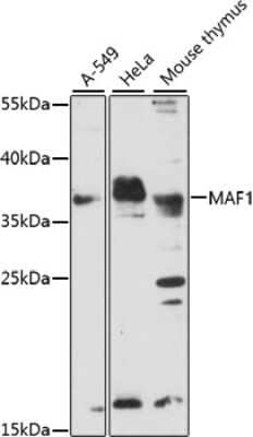 Western Blot: MAF1 Antibody [NBP3-04591] - Analysis of extracts of various cell lines, using MAF1 antibody at 1:1000 dilution. Secondary antibody: HRP Goat Anti-Rabbit IgG (H+L) at 1:10000 dilution. Lysates/proteins: 25ug per lane. Blocking buffer: 3% nonfat dry milk in TBST. Detection: ECL Basic Kit