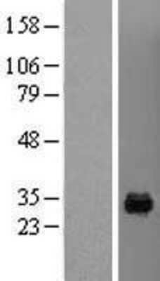 Western Blot: MAF1 Overexpression Lysate (Adult Normal) [NBL1-12793] Left-Empty vector transfected control cell lysate (HEK293 cell lysate); Right -Over-expression Lysate for MAF1.