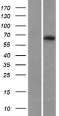 Western Blot MAG/Siglec-4a Overexpression Lysate