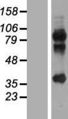 Western Blot: MAGEA2B Overexpression Lysate (Adult Normal) [NBL1-12802] Left-Empty vector transfected control cell lysate (HEK293 cell lysate); Right -Over-expression Lysate for MAGEA2B.