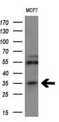 Western Blot: MAGEA3 Antibody (1G9) [NBP2-45719] - Analysis of extracts (10ug) from MCF7 cell line.