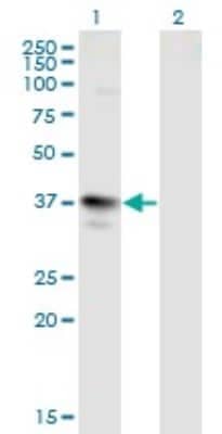 Western Blot: MAGEA3 Antibody (6D10) [H00004102-M01] - Analysis of MAGEA3 expression in transfected 293T cell line by MAGEA3 monoclonal antibody (M01), clone 6D10.Lane 1: MAGEA3 transfected lysate (Predicted MW: 34.7 KDa).Lane 2: Non-transfected lysate.