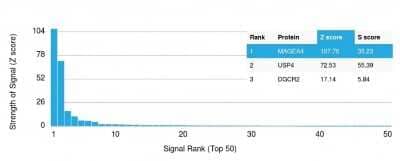 Protein Array: MAGEA4 Antibody (CPTC-MAGEA4-1) [NBP2-79726] - Analysis of Protein Array containing more than 19,000 full-length human proteins using MAGEA4 Antibody (CPTC-MAGEA4-1). Z- and S- Score: The Z-score represents the strength of a signal that a monoclonal antibody (Monoclonal Antibody) (in combination with a fluorescently-tagged anti-IgG secondary antibody) produces when binding to a particular protein on the HuProt(TM) array. Z-scores are described in units of standard deviations (SD's) above the mean value of all signals generated on that array. If targets on HuProt(TM) are arranged in descending order of the Z-score, the S-score is the difference (also in units of SD's) between the Z-score. S-score therefore represents the relative target specificity of a Monoclonal Antibody to its intended target. A Monoclonal Antibody is considered to specific to its intended target, if the Monoclonal Antibody has an S-score of at least 2.5