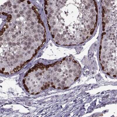 Immunohistochemistry-Paraffin: MAGEA4 Antibody [NBP1-84365] - Staining of human testis shows high expression.