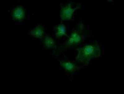 Immunocytochemistry/Immunofluorescence: MAGEA4 Antibody (OTI2C1) - Azide and BSA Free [NBP2-72571] - Analysis of COS7 cells transiently transfected by pCMV6-ENTRY MAGEA4.