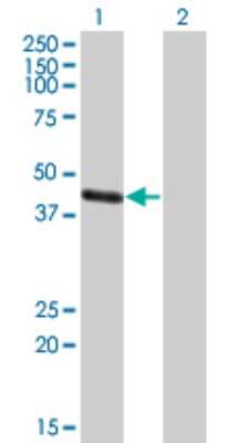 Western Blot: MAGEA4 Antibody [H00004103-A01] - Analysis of MAGEA4 expression in transfected 293T cell line. Lane1:MAGEA4 transfected lysate (34.9 KDa). Lane 2: Non-transfected lysate.