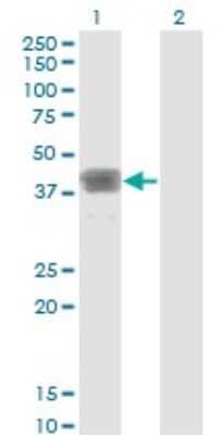 Western Blot: MAGEB1 Antibody (2A4) [H00004112-M01] - Analysis of MAGEB1 expression in transfected 293T cell line by MAGEB1 monoclonal antibody (M01), clone 2A4.Lane 1: MAGEB1 transfected lysate (Predicted MW: 39 KDa).Lane 2: Non-transfected lysate.