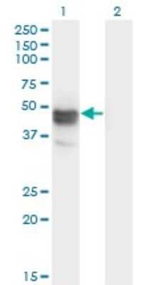 Western Blot: MAGEB1 Antibody (3C1) [H00004112-M09] - Analysis of MAGEB1 expression in transfected 293T cell line by MAGEB1 monoclonal antibody (M09), clone 3C1. Lane 1: MAGEB1 transfected lysate (Predicted MW: 39 KDa). Lane 2: Non-transfected lysate.