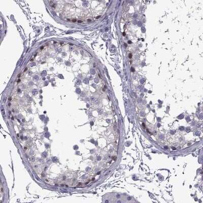 Immunohistochemistry-Paraffin: MAGEB1 Antibody [NBP1-85405] - Staining of human testis shows high expression.