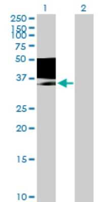 Western Blot: MAGEB1 Antibody [H00004112-B01P] - Analysis of MAGEB1 expression in transfected 293T cell line by MAGEB1 polyclonal antibody.  Lane 1: MAGEB1 transfected lysate(38.17 KDa). Lane 2: Non-transfected lysate.