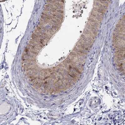 Immunohistochemistry-Paraffin MAGEB4 Antibody - BSA Free