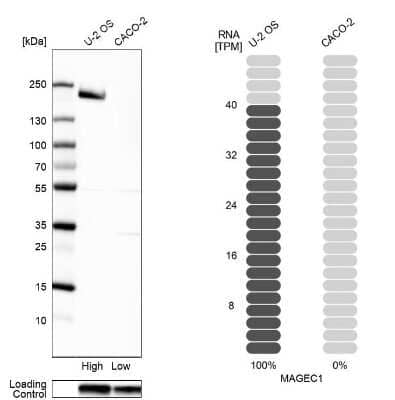 Western Blot: MAGEC1 Antibody [NBP1-85397] - Analysis in human cell line U-2 OS and human cell line CACO-2.