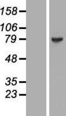 Western Blot: MAGED4B Overexpression Lysate (Adult Normal) [NBP2-06179] Left-Empty vector transfected control cell lysate (HEK293 cell lysate); Right -Over-expression Lysate for MAGED4B.