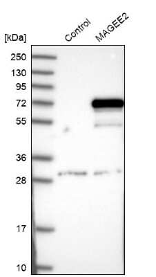Western Blot MAGEE2 Antibody - BSA Free