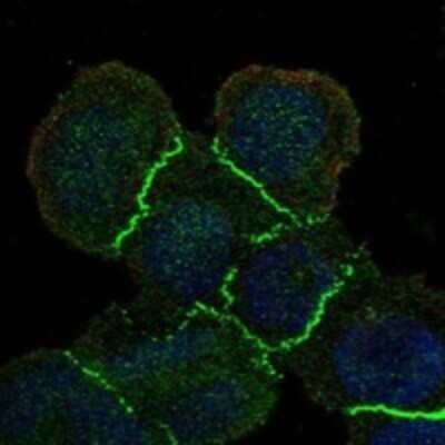 Immunocytochemistry/Immunofluorescence: MAGI1 Antibody [NBP3-17885] - Staining of human cell line HEL shows localization to cell junctions.