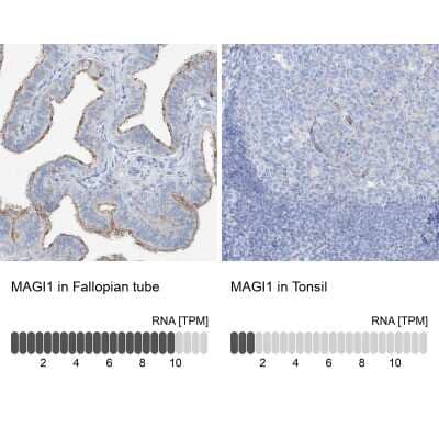 Immunohistochemistry-Paraffin: MAGI1 Antibody [NBP1-89182] - Staining in human fallopian tube and tonsil tissues using anti-MAGI1 antibody. Corresponding MAGI1 RNA-seq data are presented for the same tissues.