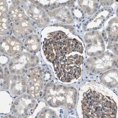 Immunohistochemistry-Paraffin: MAGI2 Antibody [NBP1-89261] - Staining of human kidney shows weak to moderate cytoplasmic positivity in cells in glomeruli.